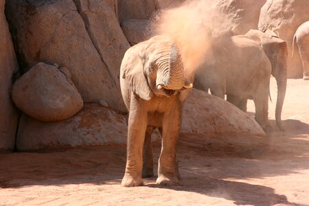 Spain animal animals