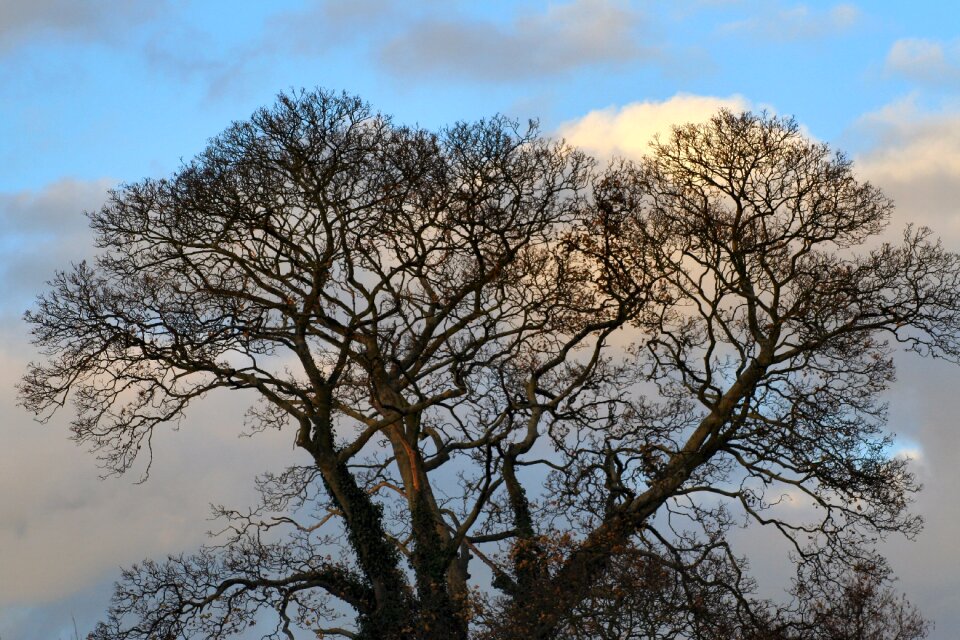 Nature background texture