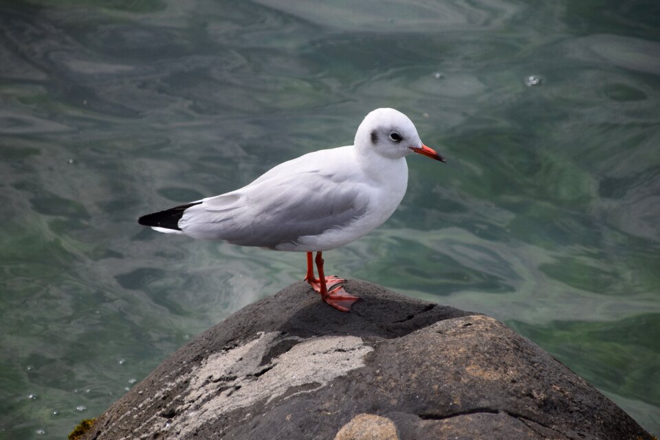 Switzerland birds seagulls