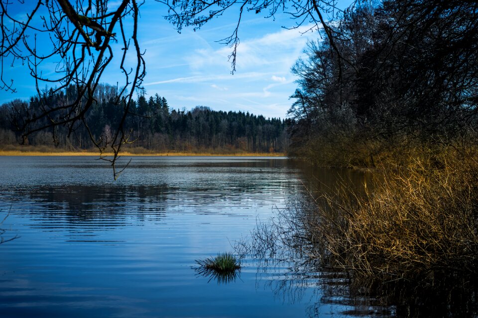 Tree lake water photo