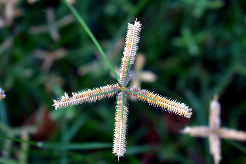 Finger comb grass egyptian grass wild flower