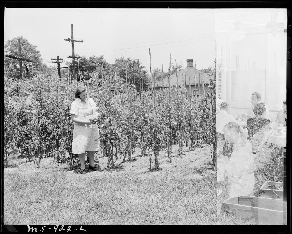 Mrs. Cecil Allgood, wife of miner, in her garden. Tennessee Coal, Iron & R.R. Company, Edgewater Mine, Birmingham... - NARA - 540611