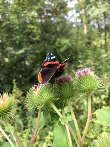 Thistle nature wings