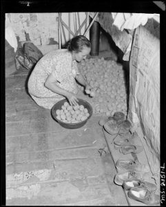 Mrs. Charlie Davis getting potatoes from storage under the table in the kitchen of their two room house. The Davises... - NARA - 541140