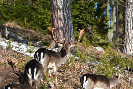 Animal life tree mammal photo