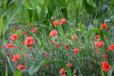 Red poppy nature field of poppies photo