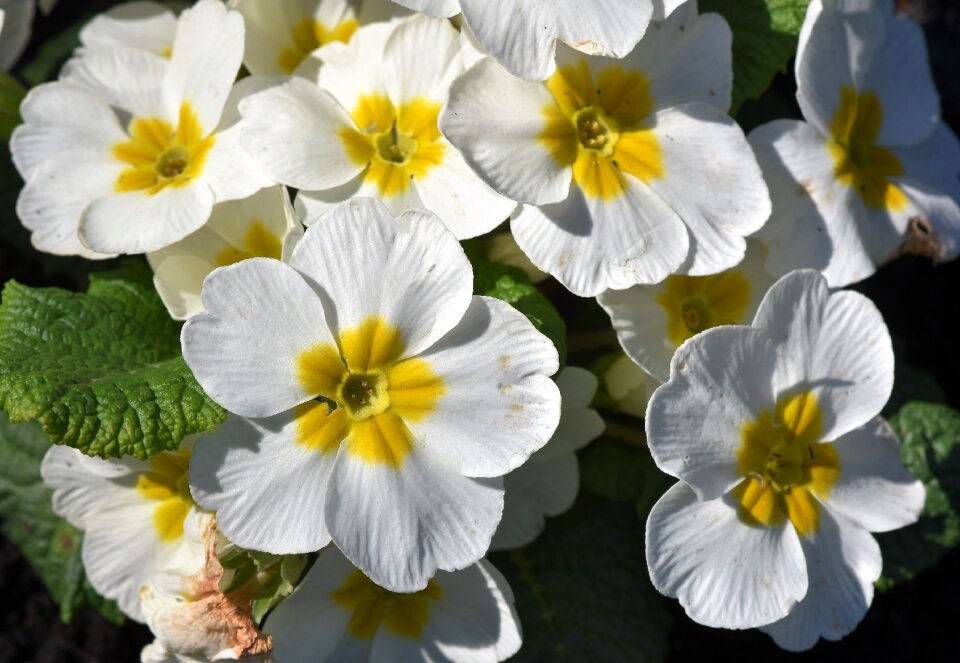 Primrose greenhouse spring flower color
