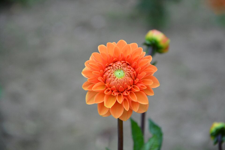 Petals flowering summer
