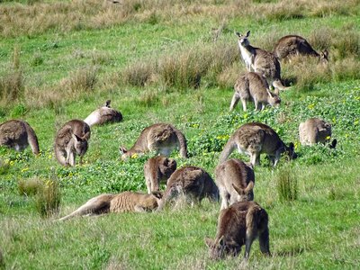 Australia pouch marsupial