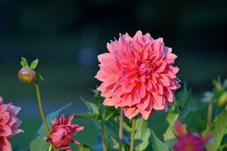 Bloom garden dahlia flower