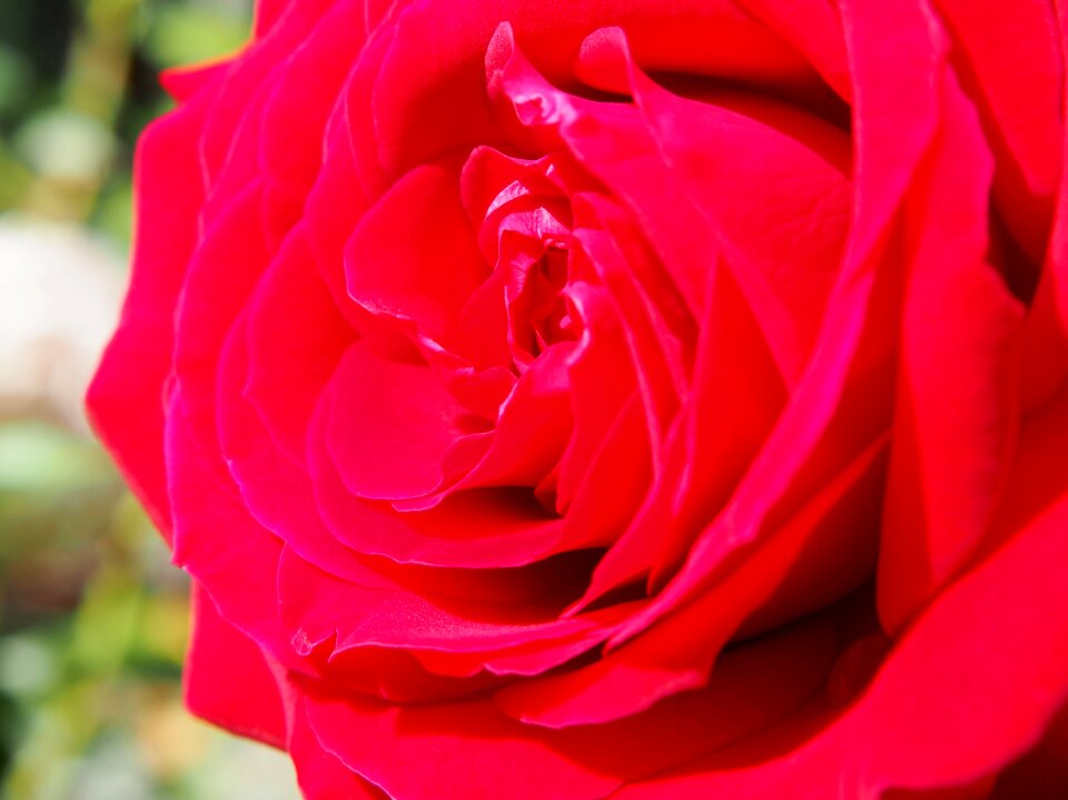Bloom garden red
