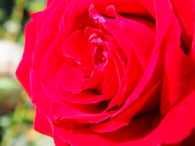 Bloom garden red