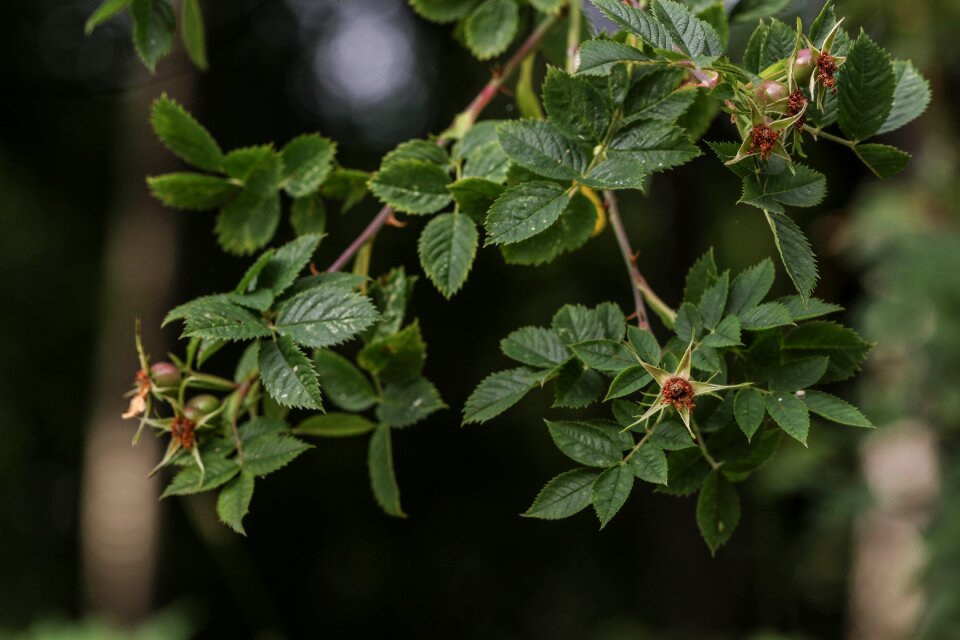 Nature summer growth