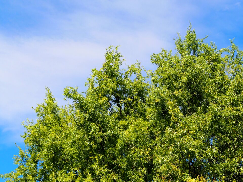 Blue clouds nature