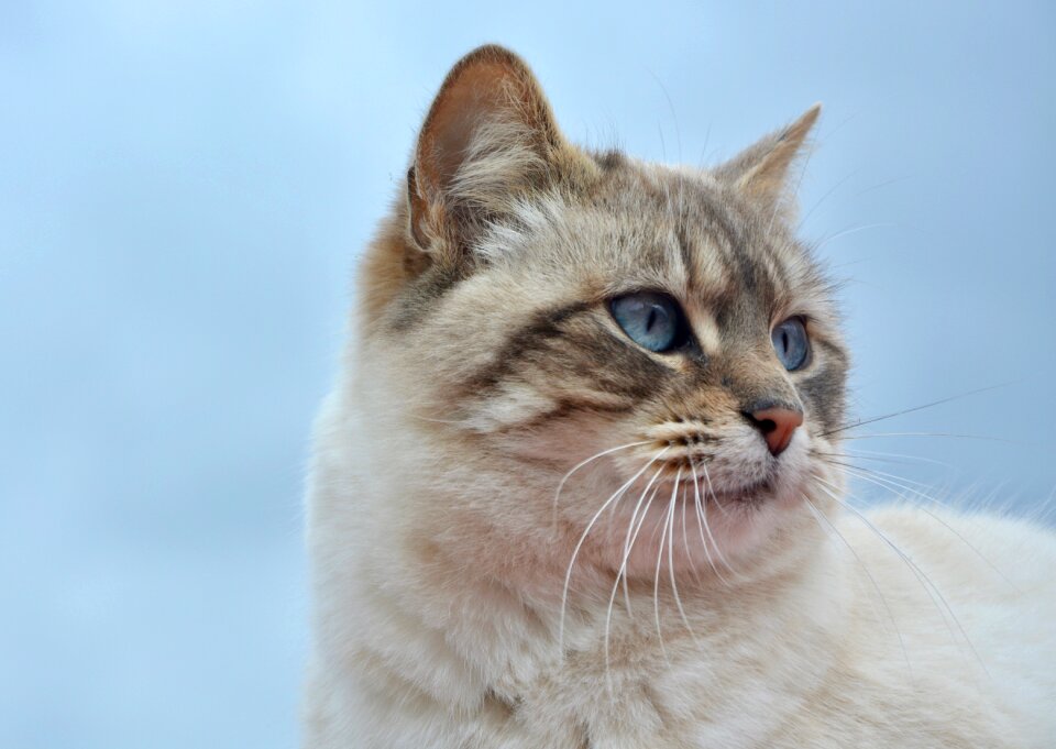 Whiskers blue eyes cute photo