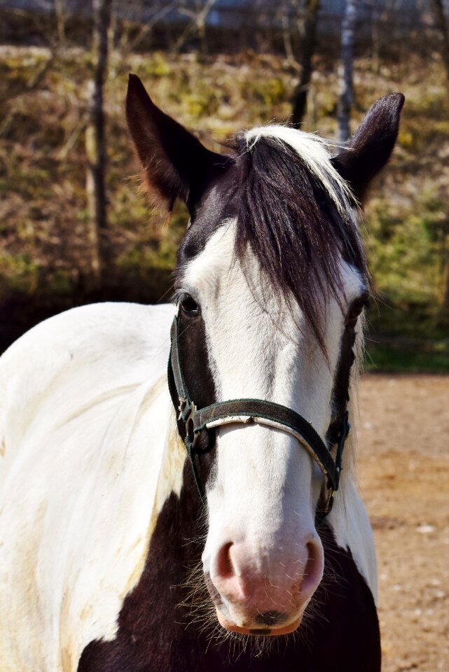 Reiterhof stall white horse