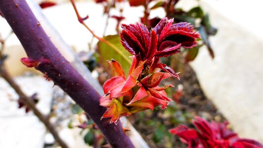 Flower leaf colorful