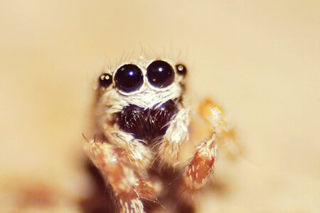 Spider eye macro
