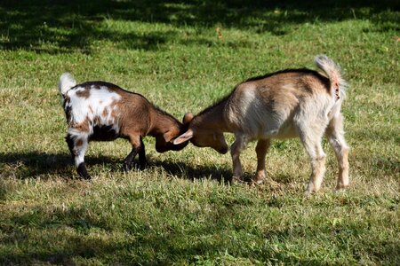 Field nature dwarf goats photo