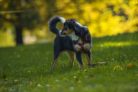 Thoroughbred domestic dog companion dog photo