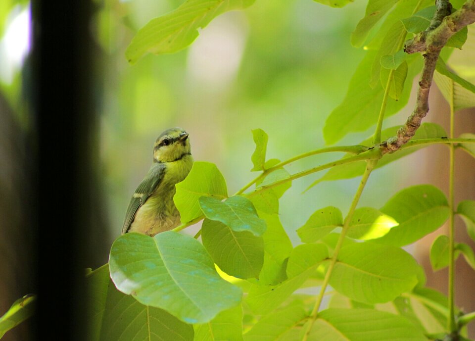 Green animal tree