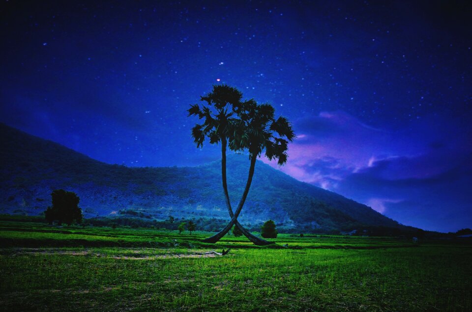 Light field palm trees