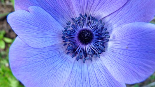 Blue flower anemone