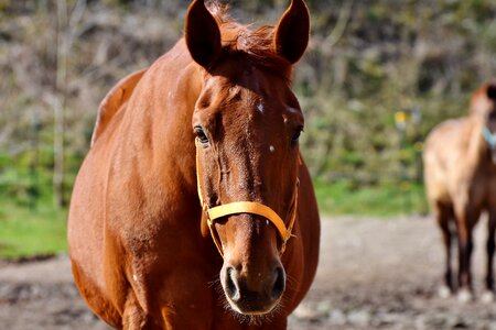 Reiterhof stall brown horse photo