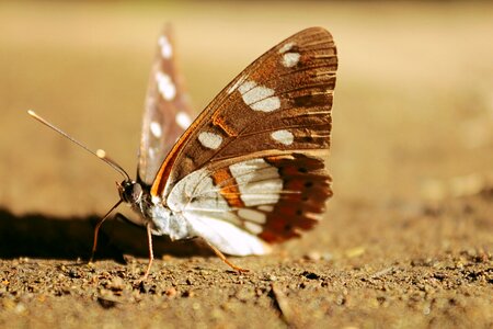 Butterfly brown wing