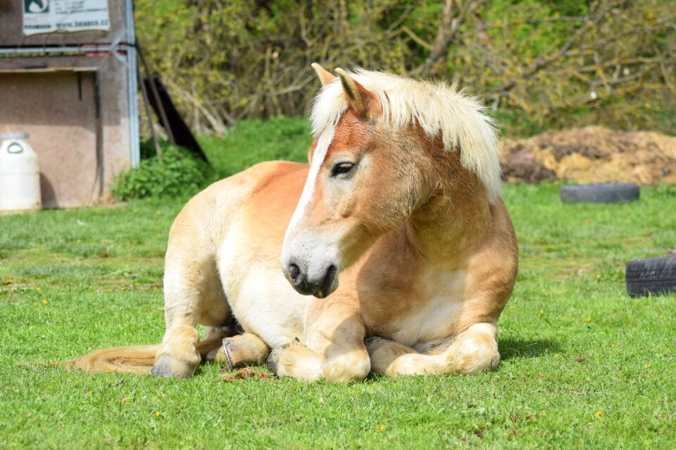 Horse relax animal