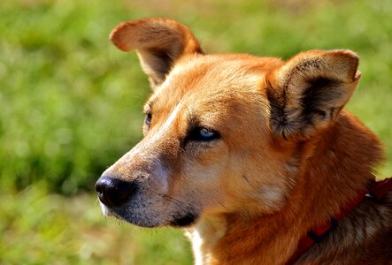 Pet brown good aiderbichl