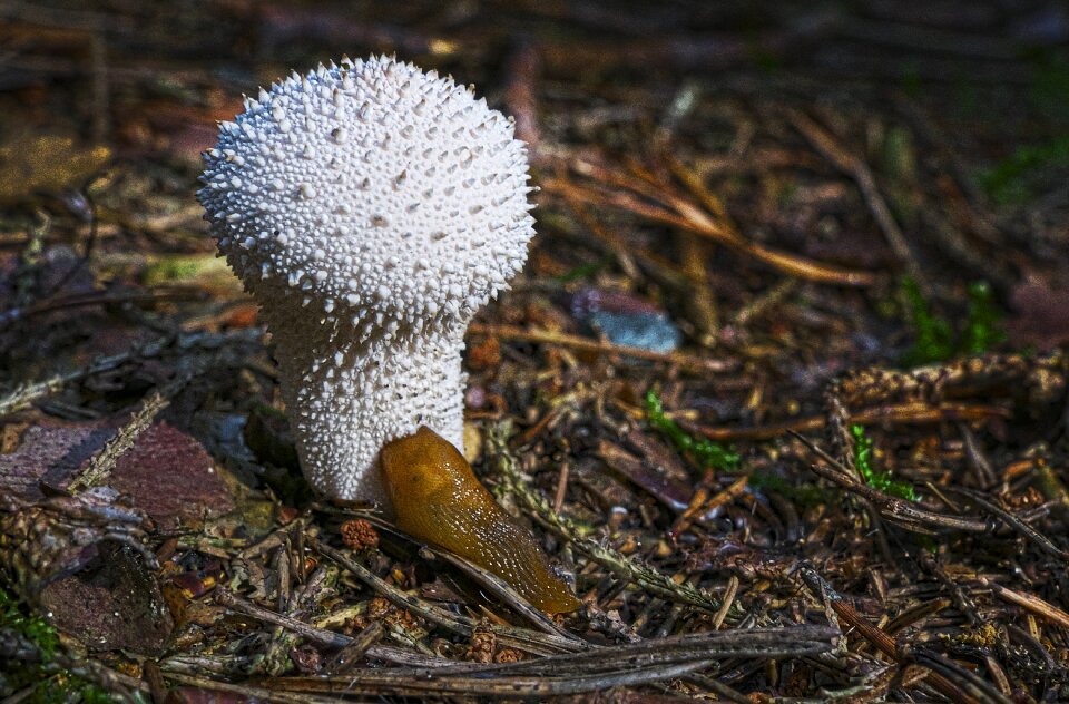 Slug umbrinum spore powder