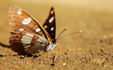 Butterfly brown wing photo