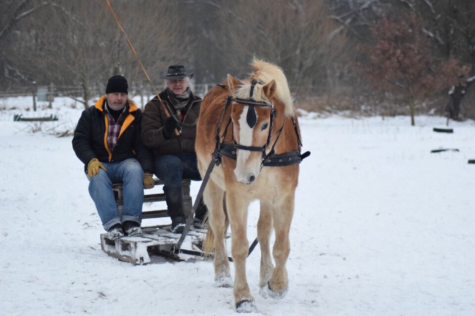 Horse haflinger people