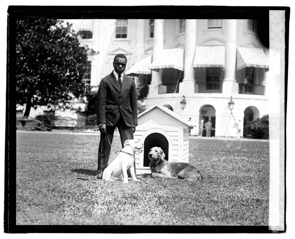 Mrs. Harding's dog O'Boy & Laddie Boy LOC npcc.04792