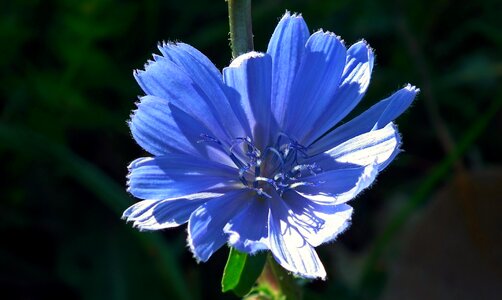 Chicory summer meadow photo
