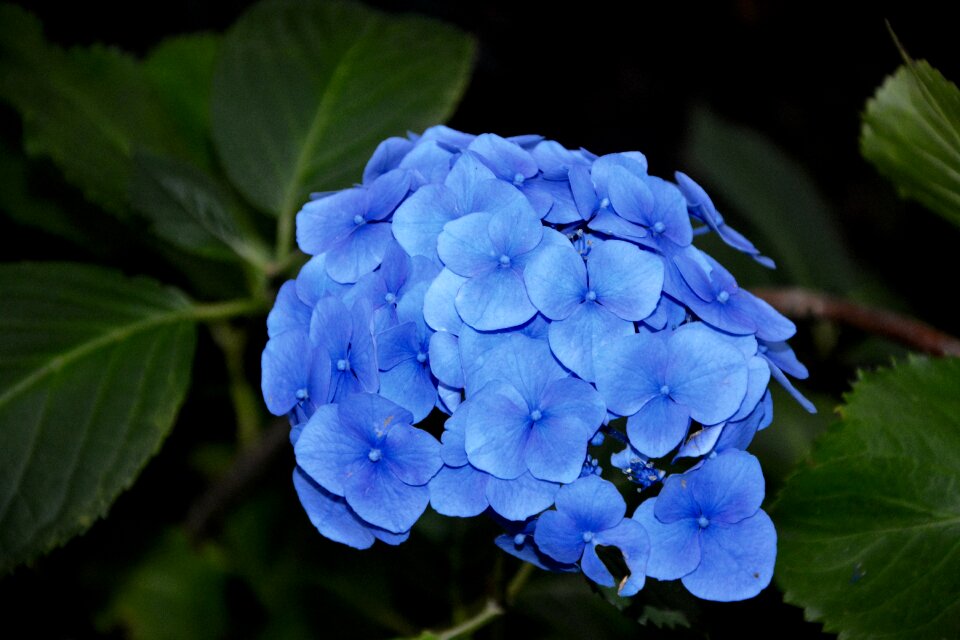 Flowering garden plant