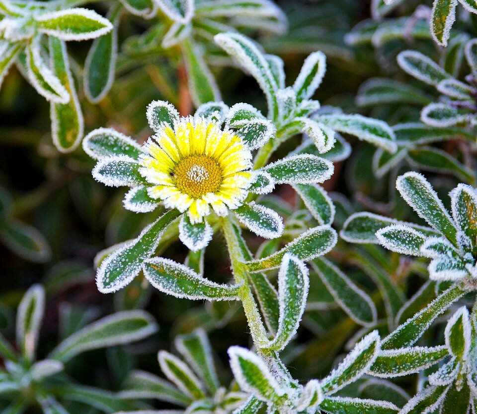 Ground frost blossom bloom