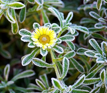 Ground frost blossom bloom