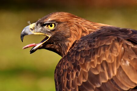 Animal bill tierpark hellabrunn photo