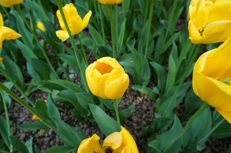 Flower yellow flower tulip photo