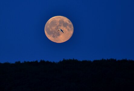 Moon sky Free photos