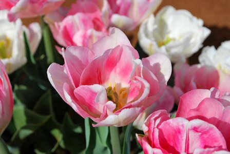 Floral spring flower