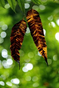 Nature green bokeh photo