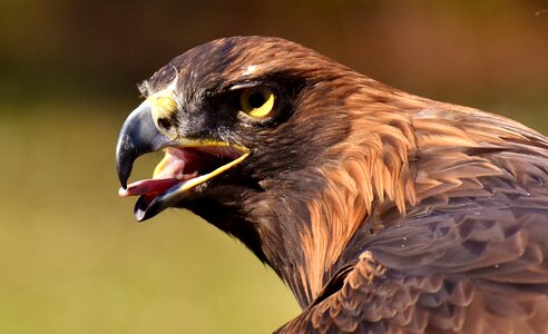 Animal flying noble