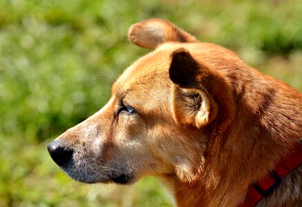 Pet brown good aiderbichl