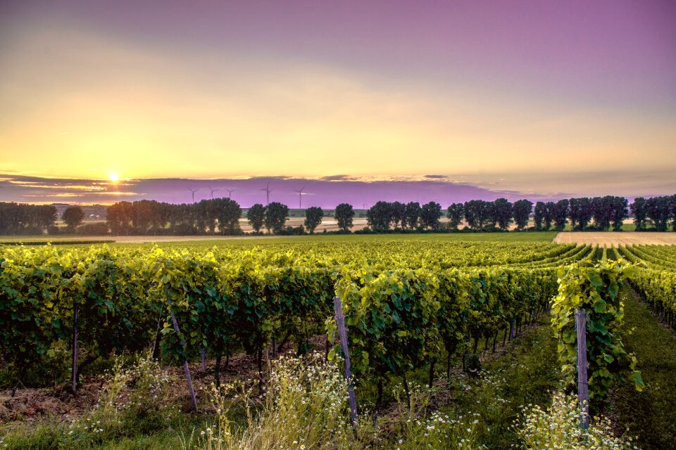 Sunrise agriculture green