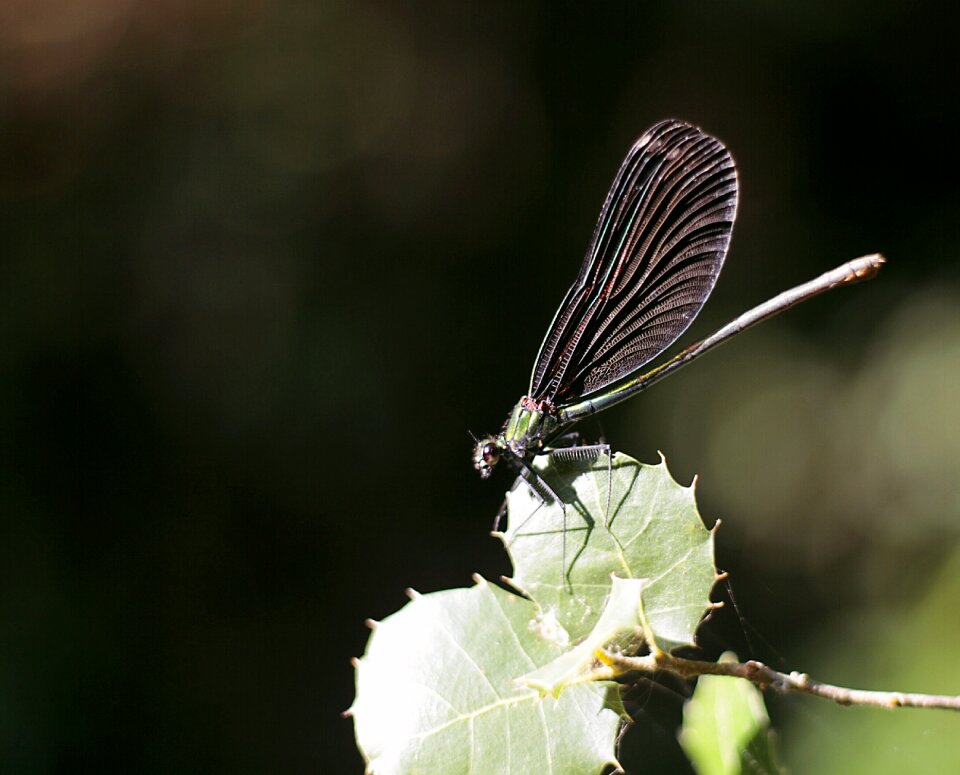 Dragonfly blue nature