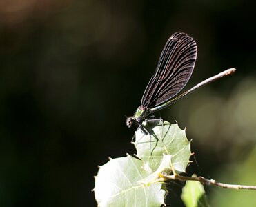 Dragonfly blue nature