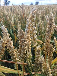 Summer harvest straw photo